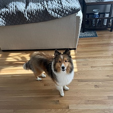 Single-Zone-Heat-Pump-Installation-in-Harrison-NY-Year-Round-Comfort-for-a-New-Home-Addition 1